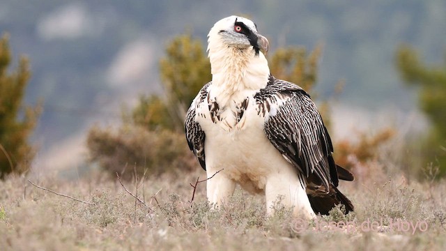 ヒゲワシ（barbatus） - ML634151067