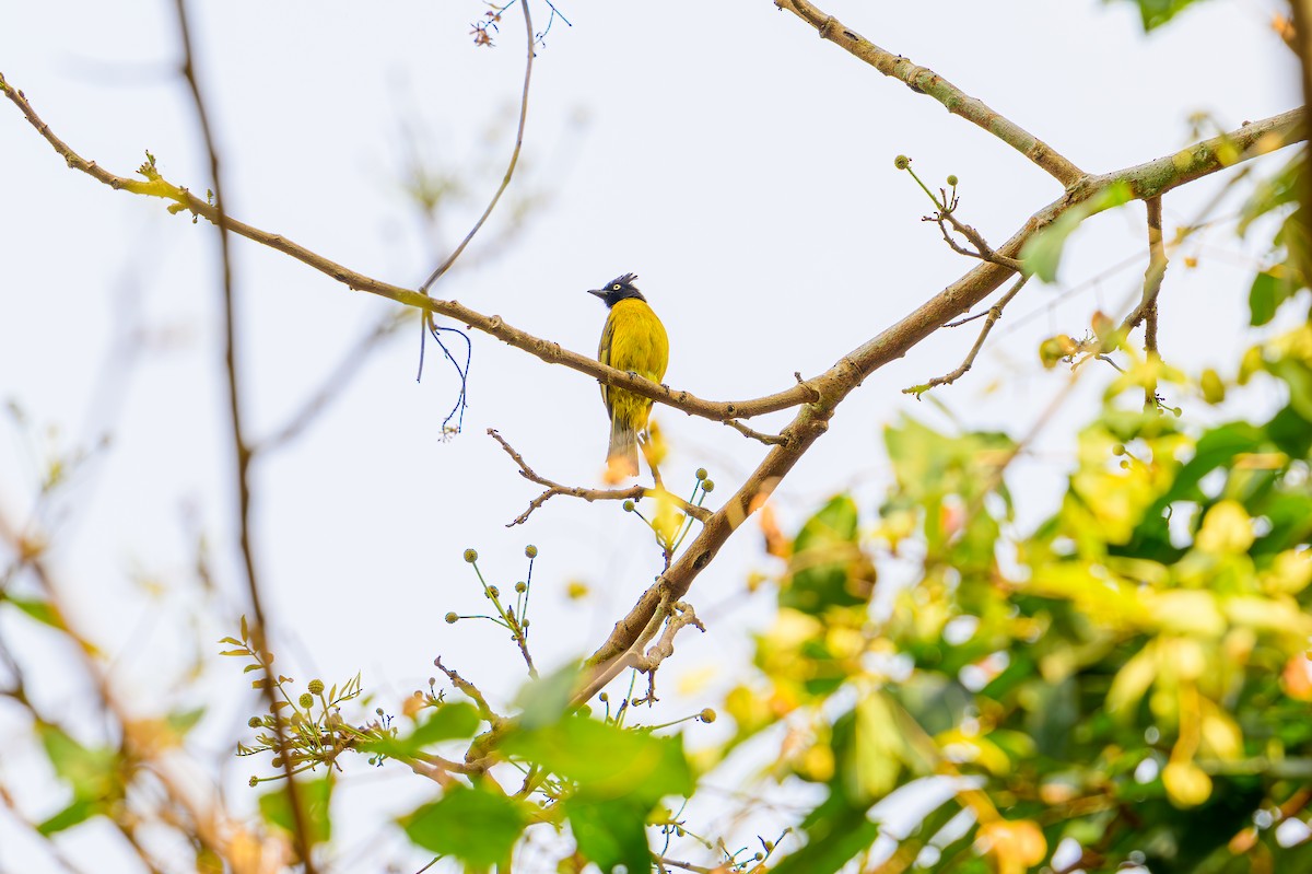 Black-crested Bulbul - ML634151072