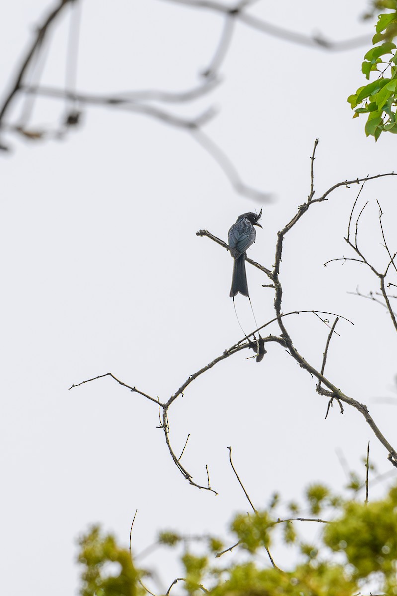 Greater Racket-tailed Drongo - ML634151106