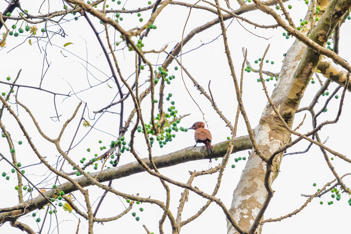 Rufous Woodpecker - ML634151117