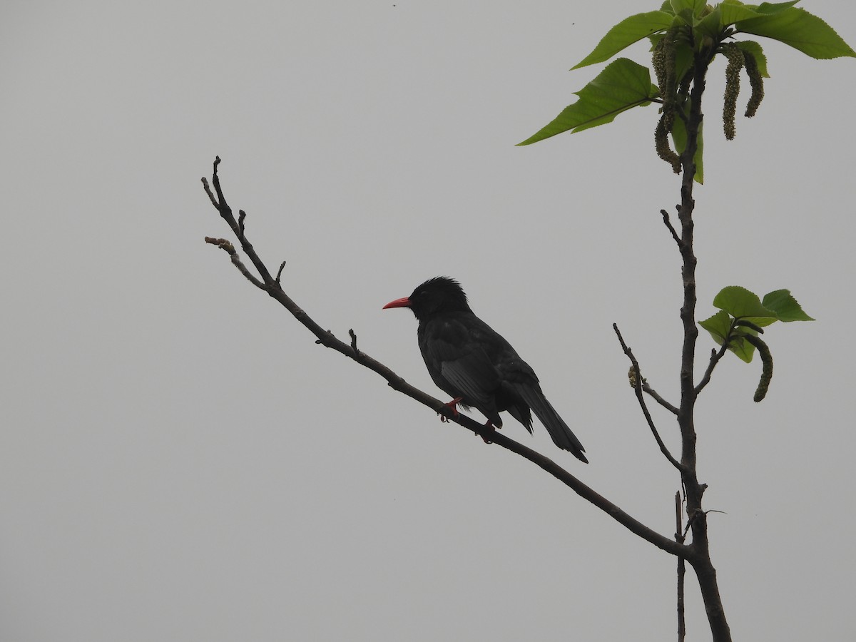 紅嘴黑鵯(臺灣) - ML634151210