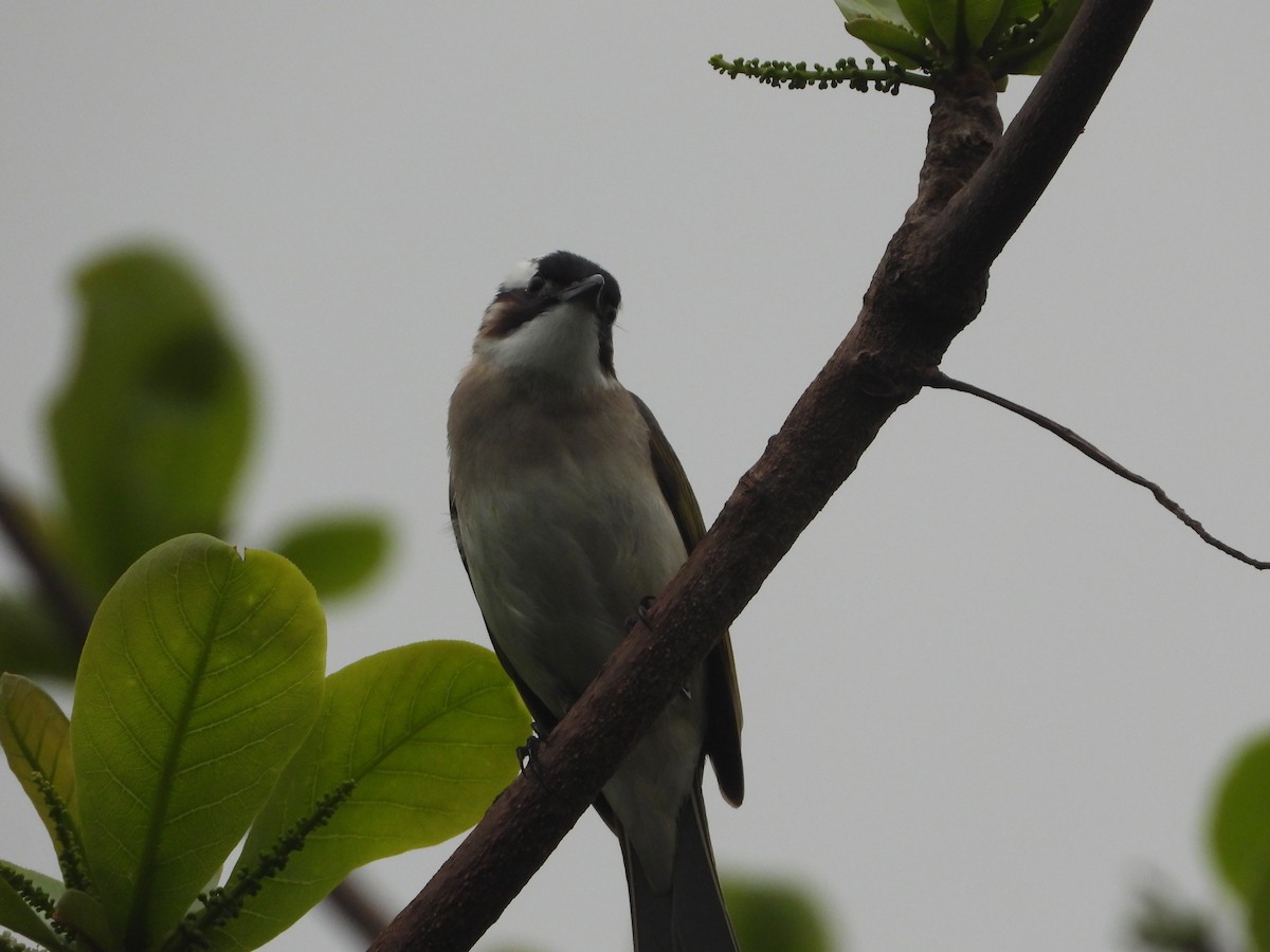 白頭翁 - ML634151217