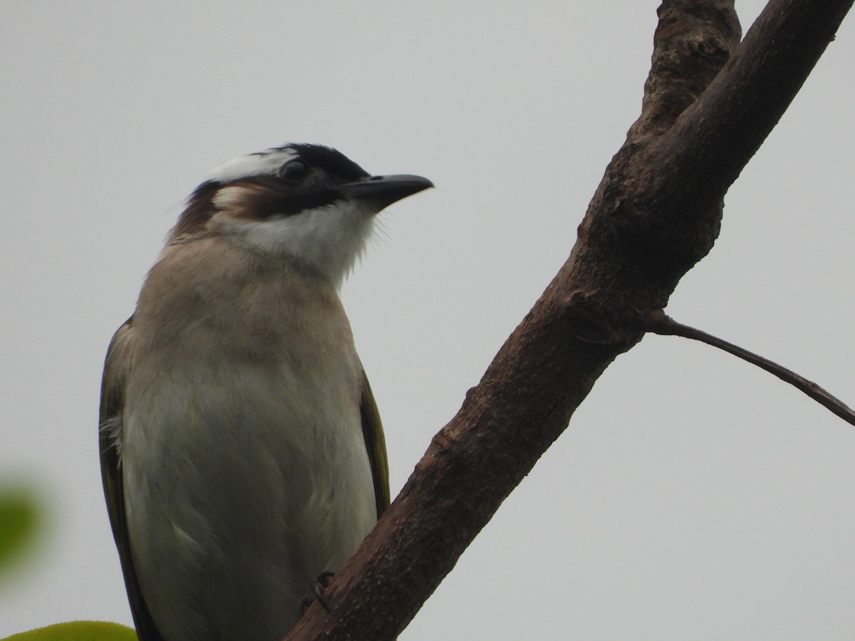 白頭翁 - ML634151218