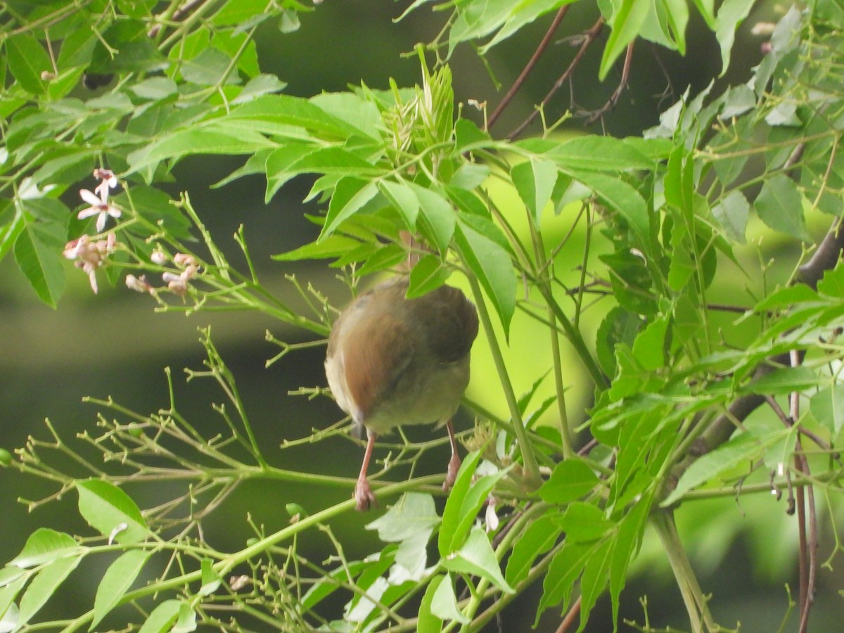 遠東樹鶯 - ML634151228