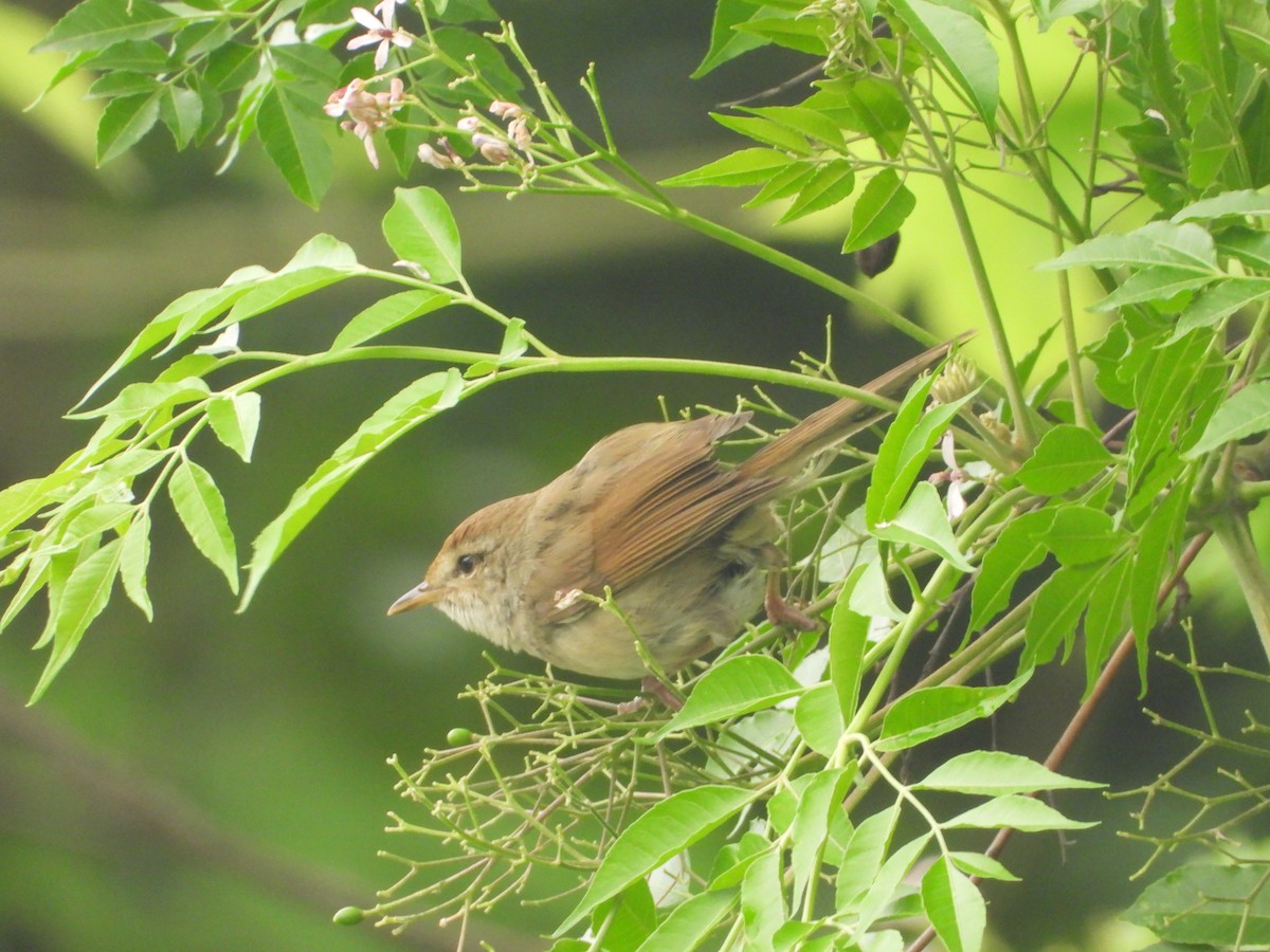 遠東樹鶯 - ML634151229