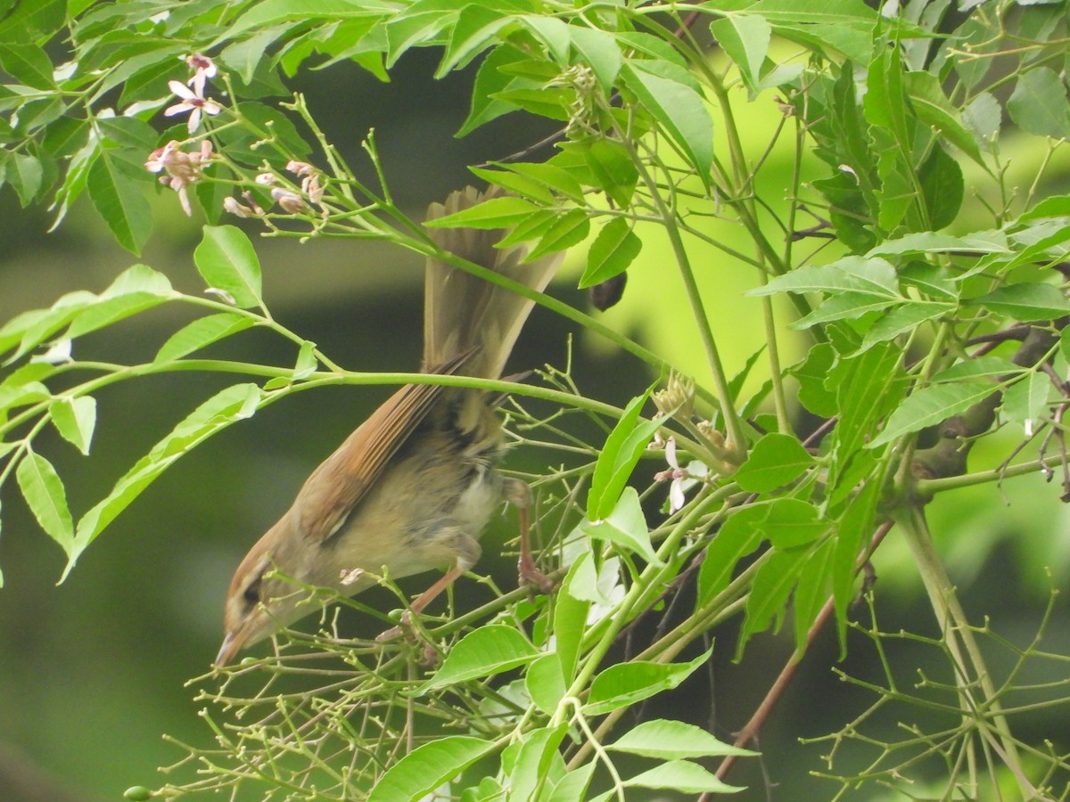 遠東樹鶯 - ML634151230