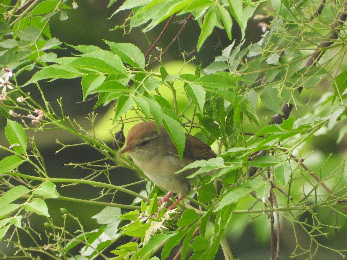 遠東樹鶯 - ML634151231