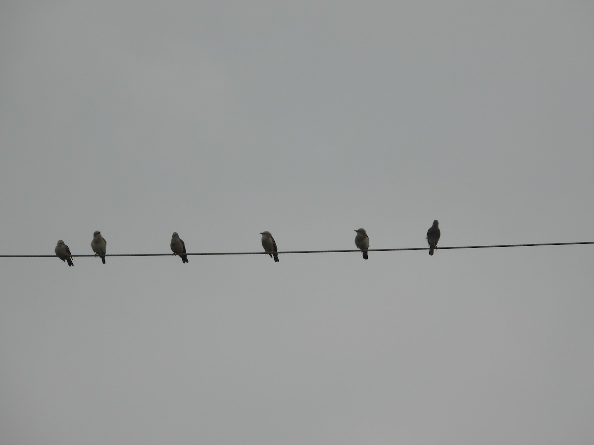 灰頭椋鳥 - ML634151238