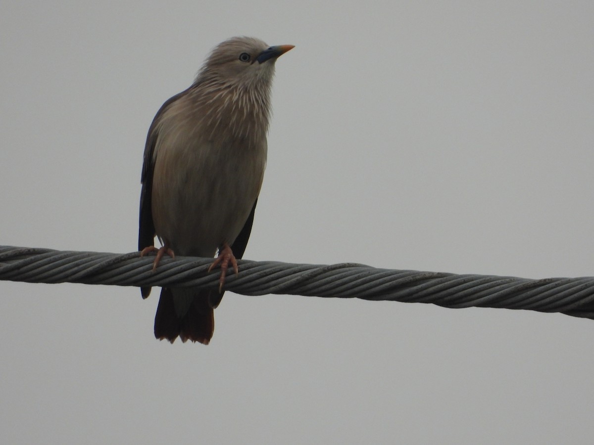 灰頭椋鳥 - ML634151240