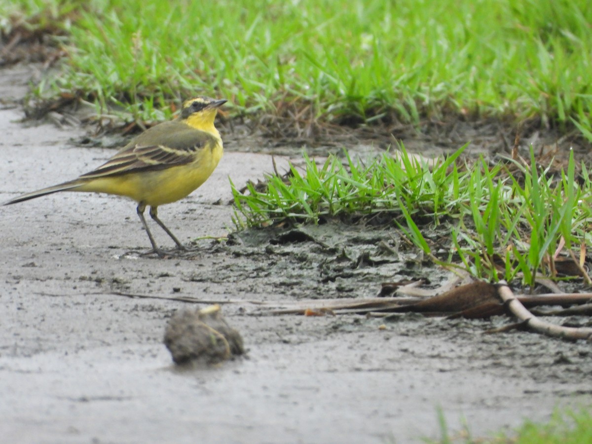 東方黃鶺鴒 - ML634151244