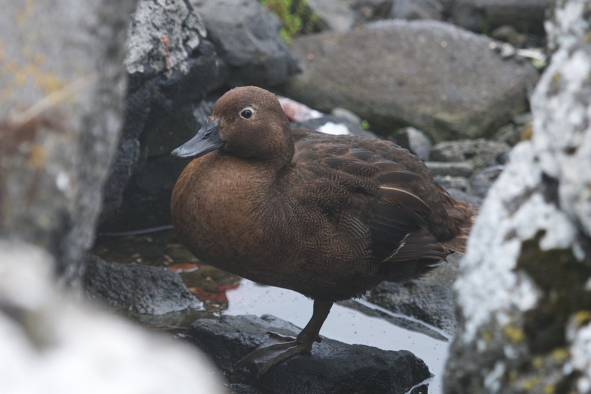 Auckland Islands Teal - ML634151275