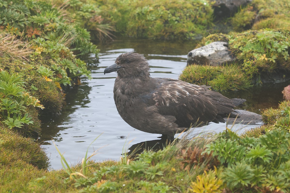 Brown Skua - ML634151292