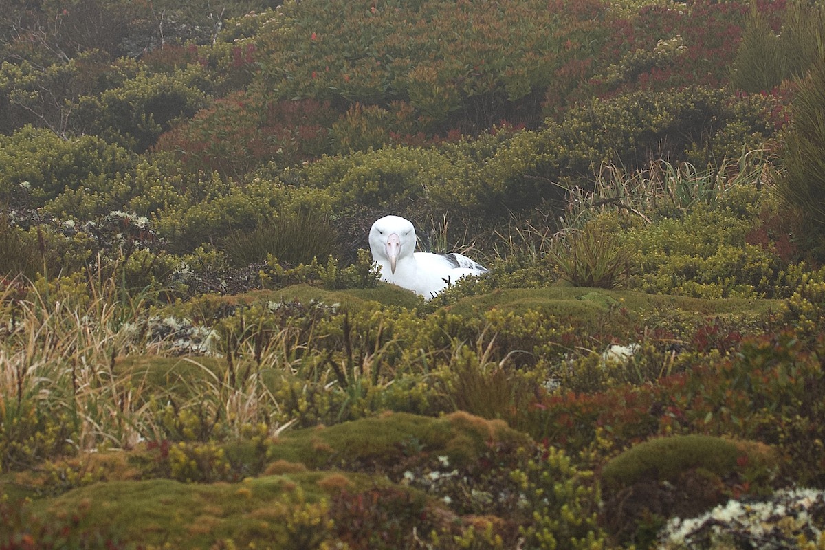 Southern Royal Albatross - ML634151301