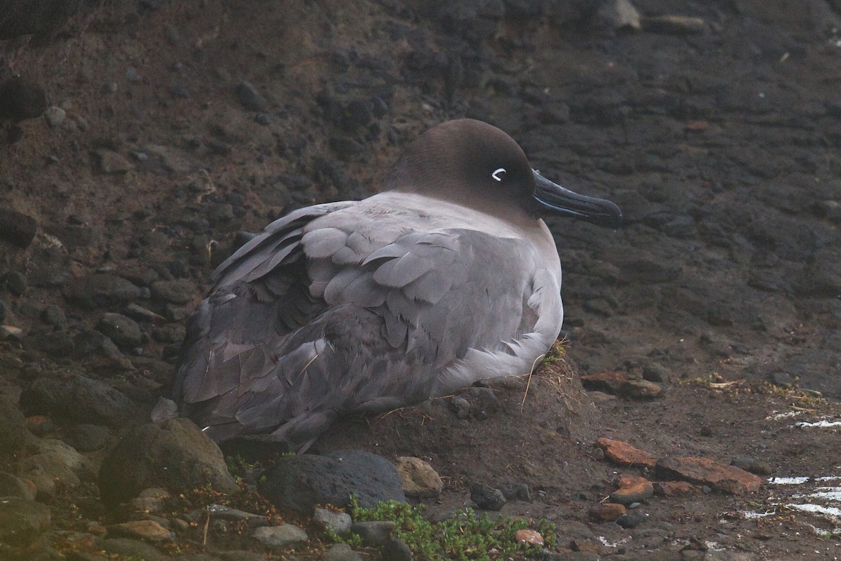 Light-mantled Albatross - ML634151305