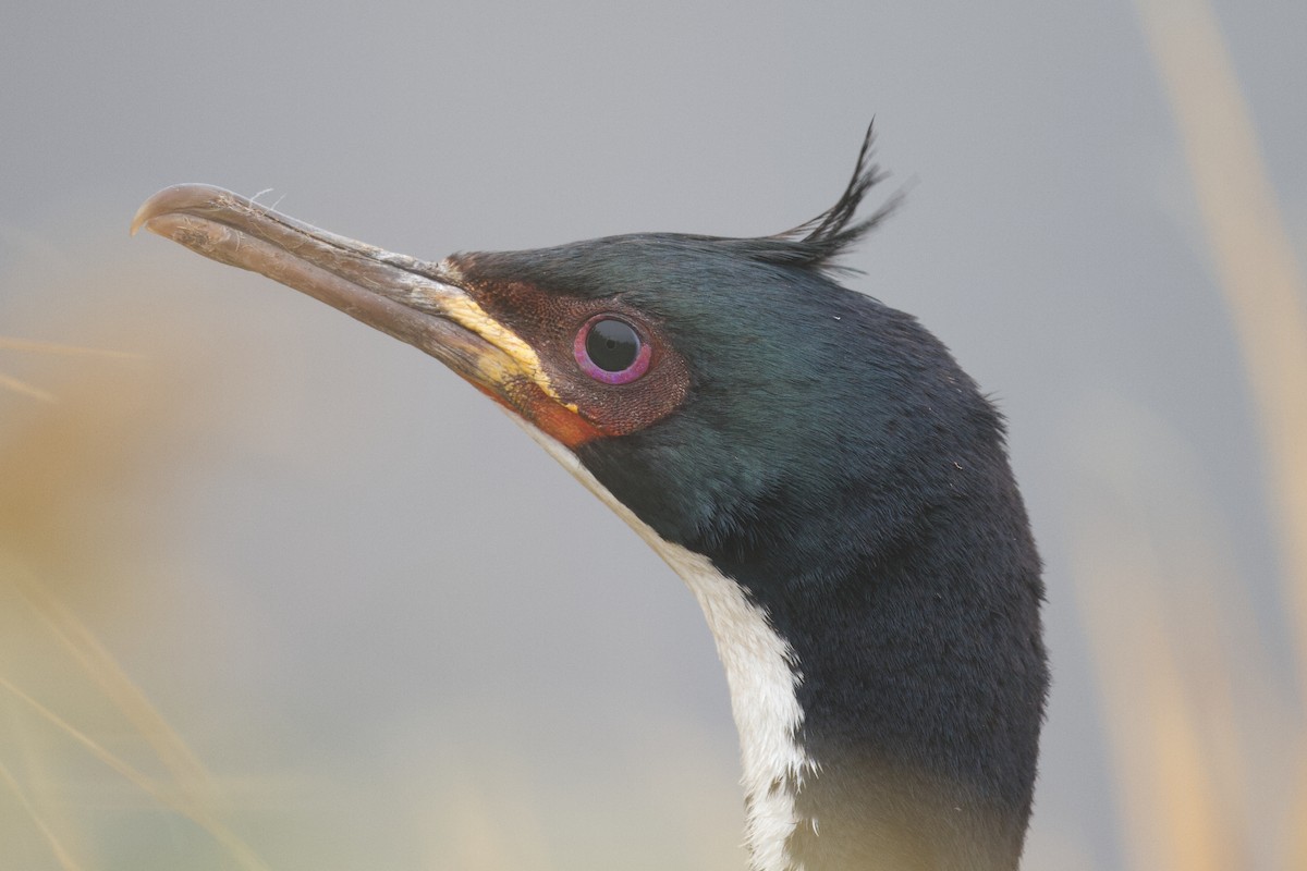 Auckland Islands Shag - ML634151315