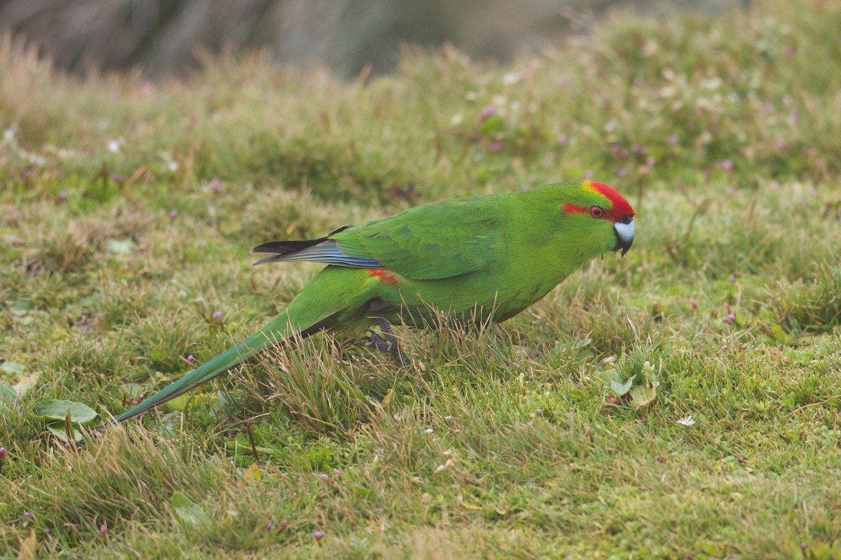 Red-crowned Parakeet - ML634151323