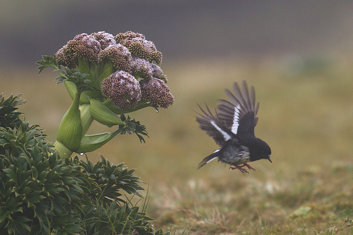 Tomtit (New Zealand) - ML634151330