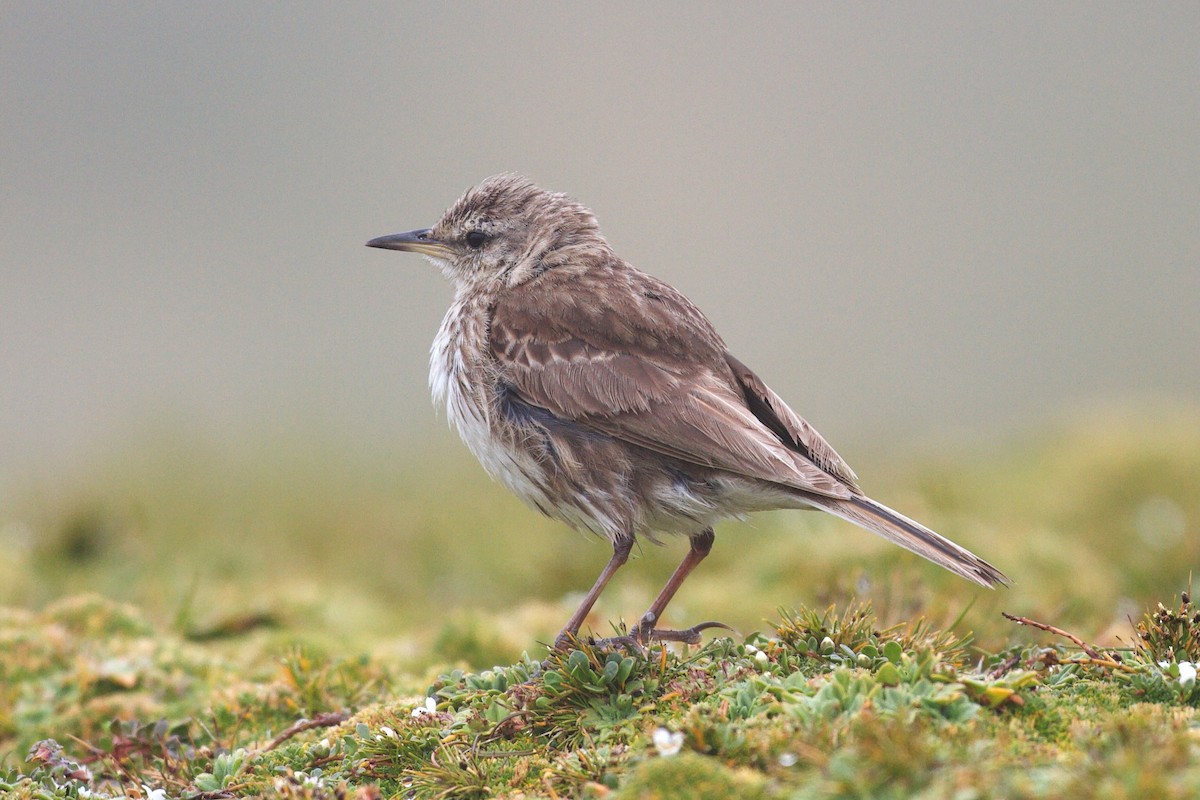 New Zealand Pipit - ML634151334