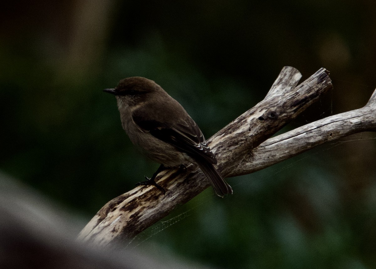 Dusky Robin - ML634151379