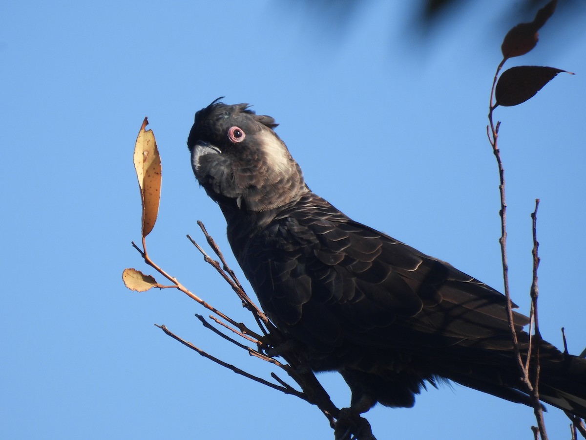 Carnaby's Black-Cockatoo - ML634151381