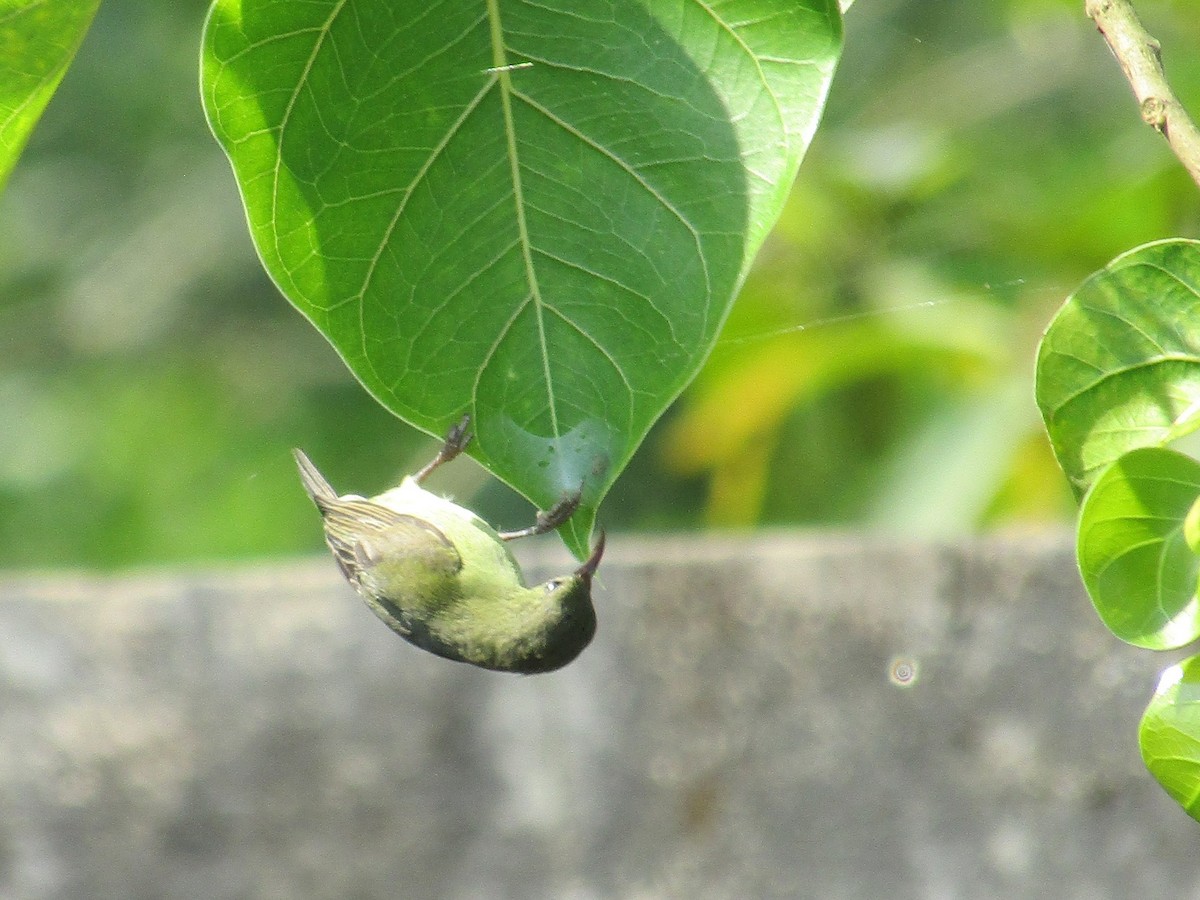 Suimanga Siparaja - ML634151581