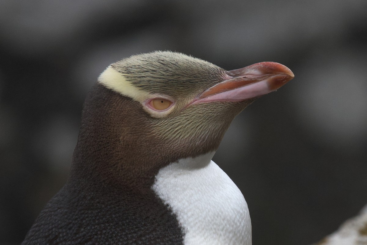 Yellow-eyed Penguin - ML634151628