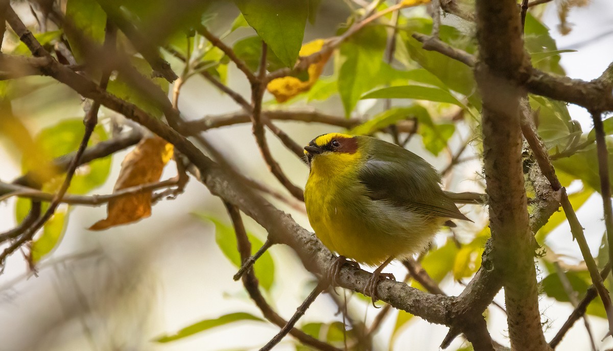 Golden-browed Warbler - ML634151668