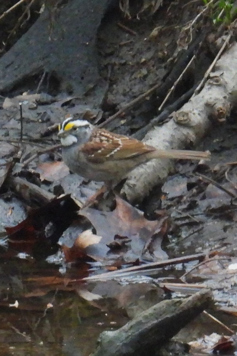 White-throated Sparrow - ML634151692