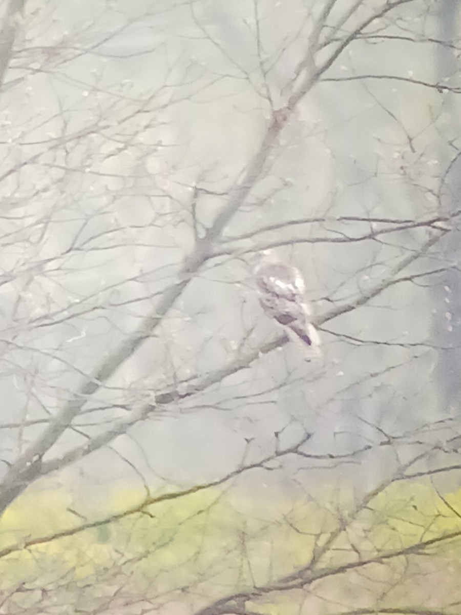 Red-tailed Hawk (Krider's) - ML634151693