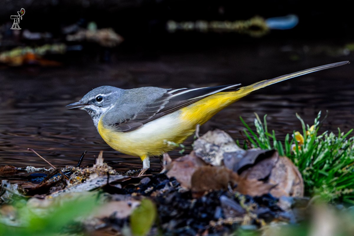 Gray Wagtail - ML634151740