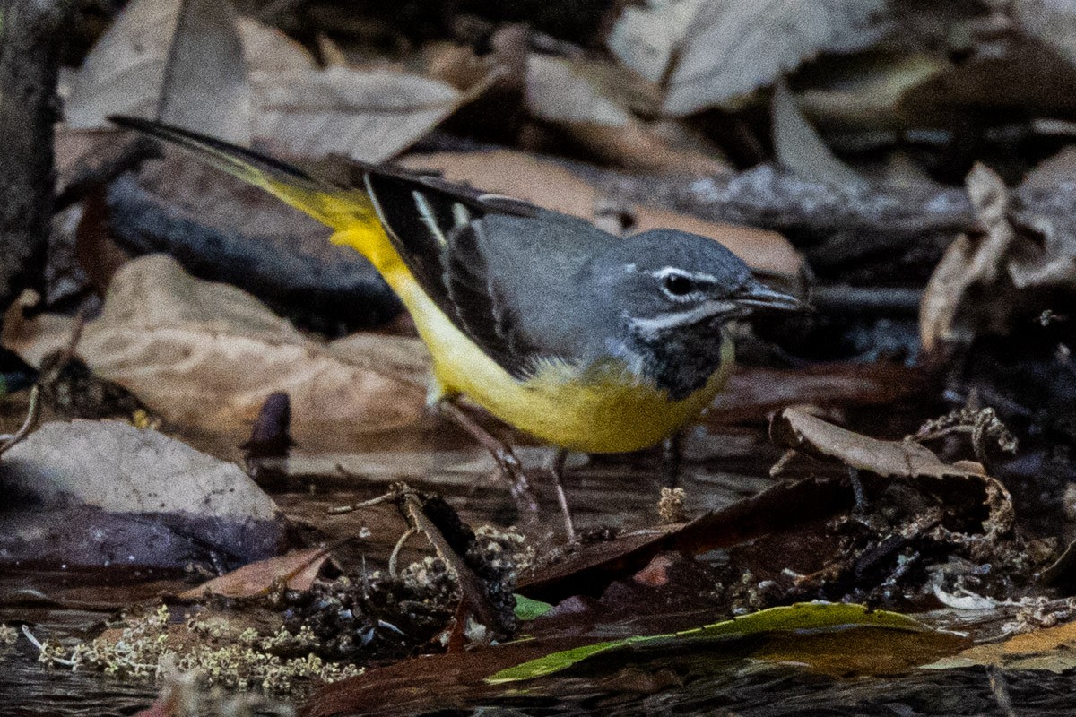 Gray Wagtail - ML634151741