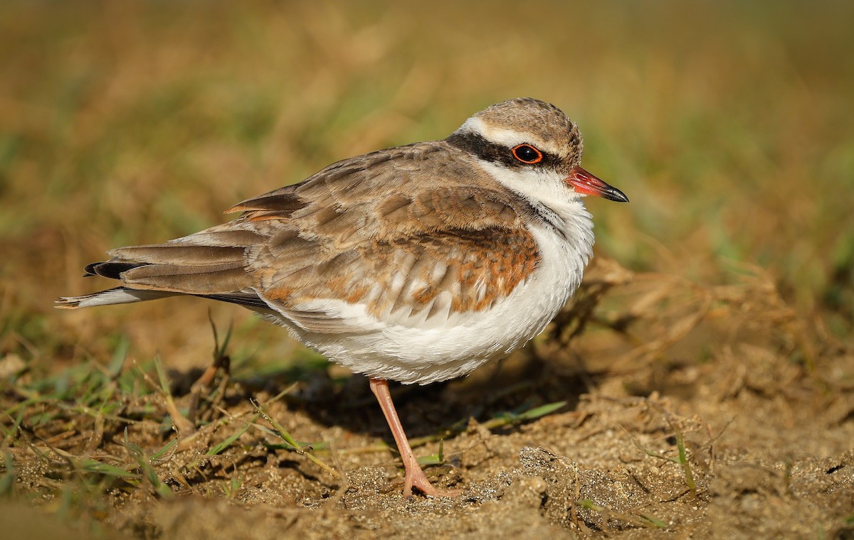 Black-fronted Dotterel - ML634151783