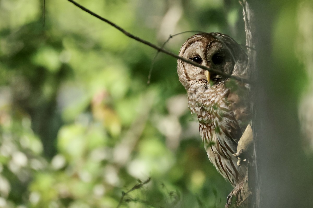 høvdingugle - ML634151794