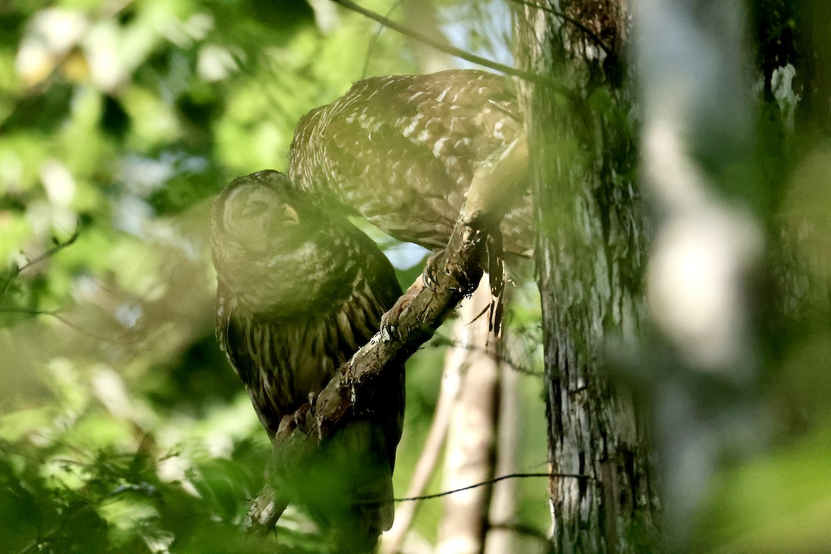 høvdingugle - ML634151795