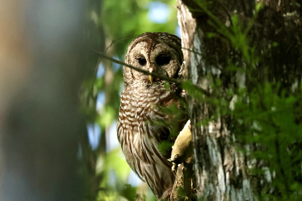 høvdingugle - ML634151796