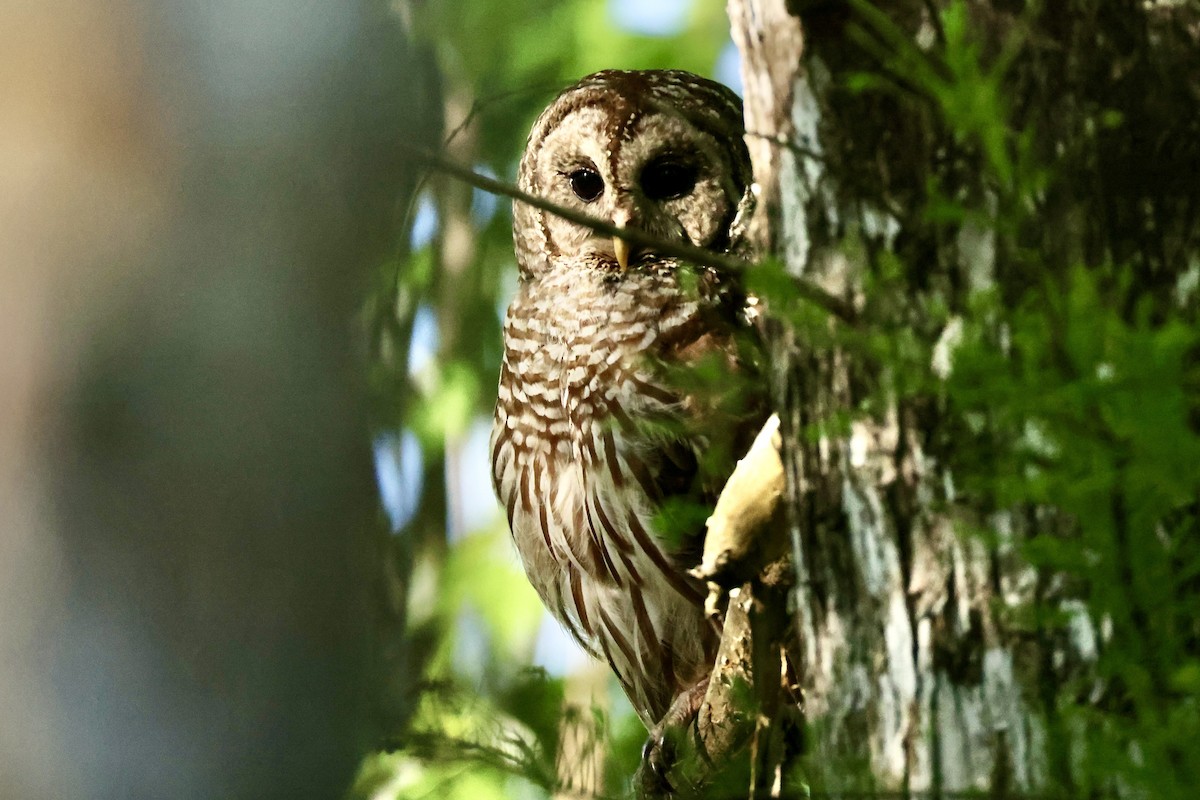 høvdingugle - ML634151797