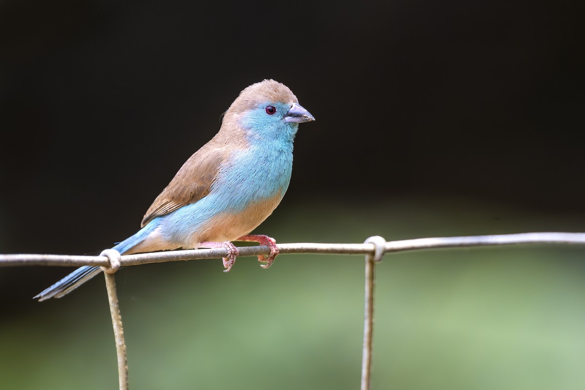 Southern Cordonbleu - ML634151890