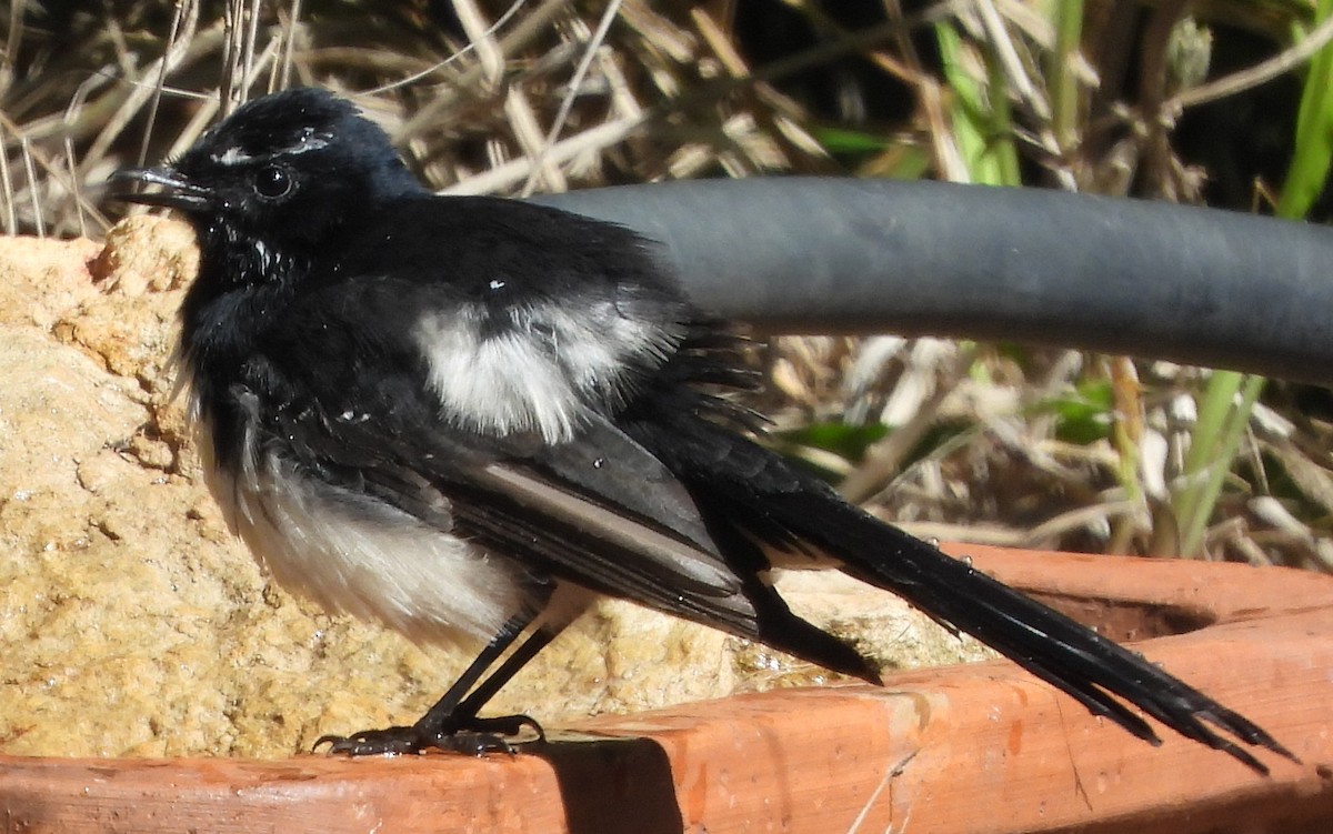 gallaviftestjert - ML634151939