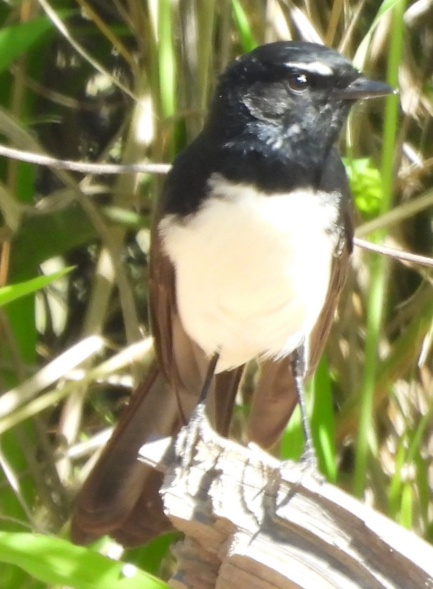 gallaviftestjert - ML634151940