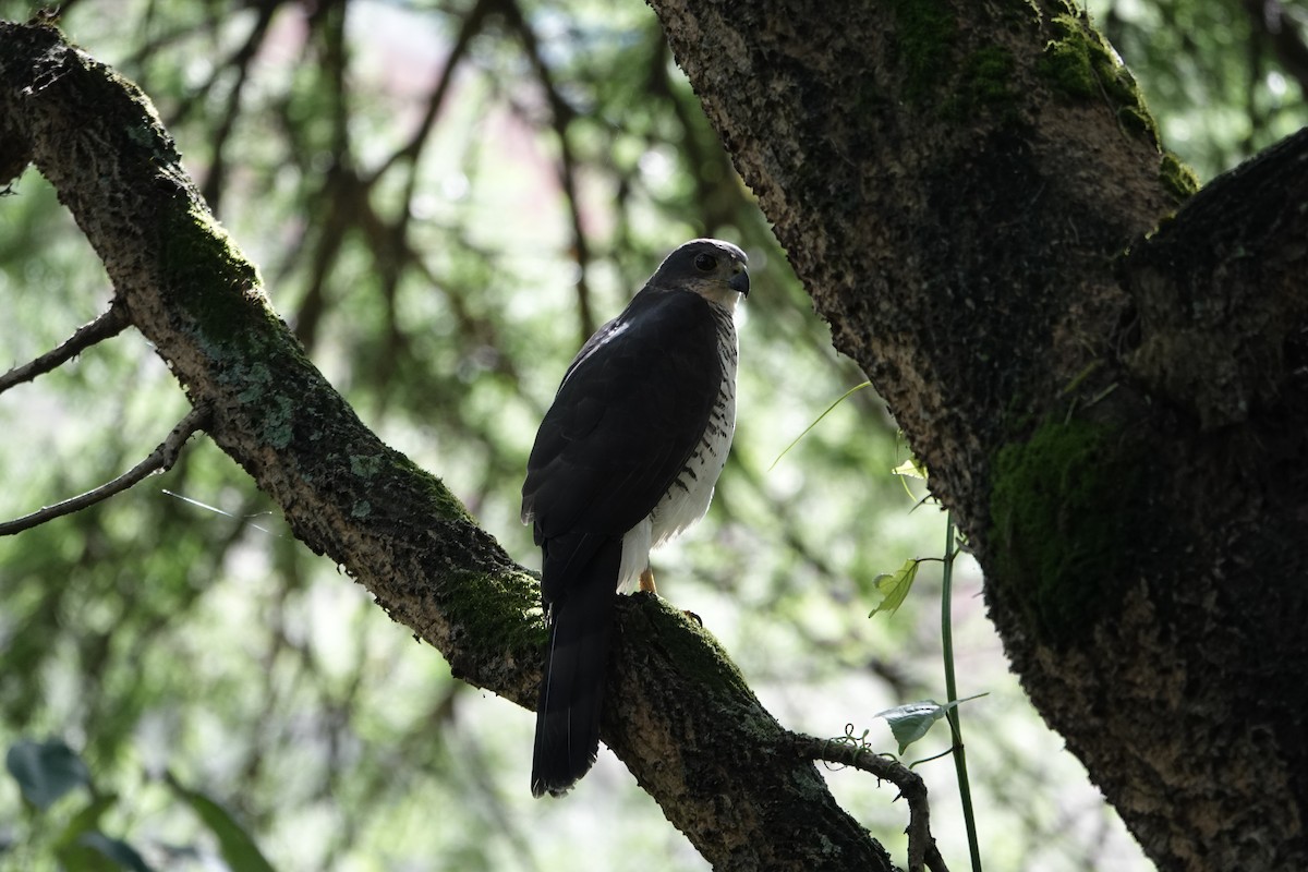 African Goshawk - ML634151960