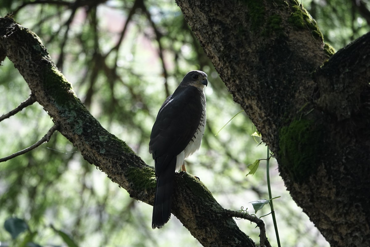 African Goshawk - ML634151961