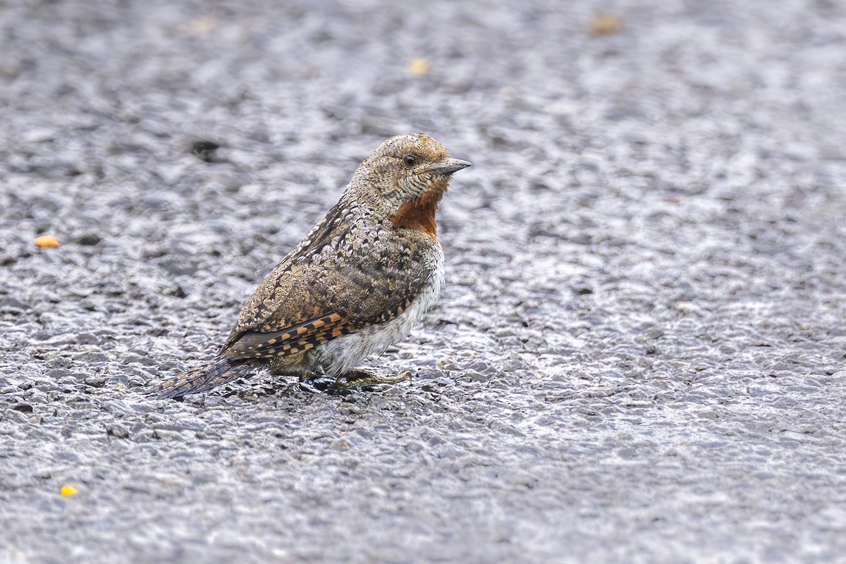 Red-throated Wryneck - Lucas Lombardo