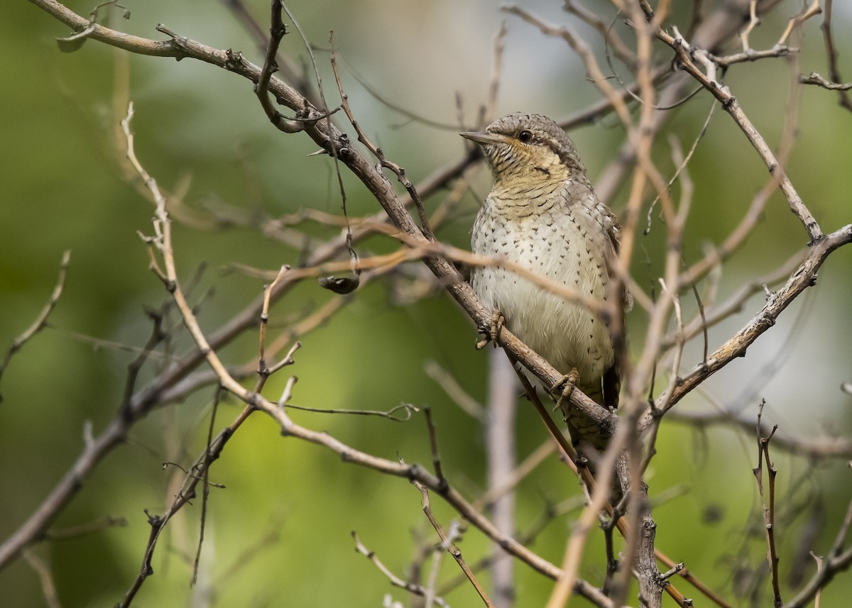 Eurasian Wryneck - ML634152039