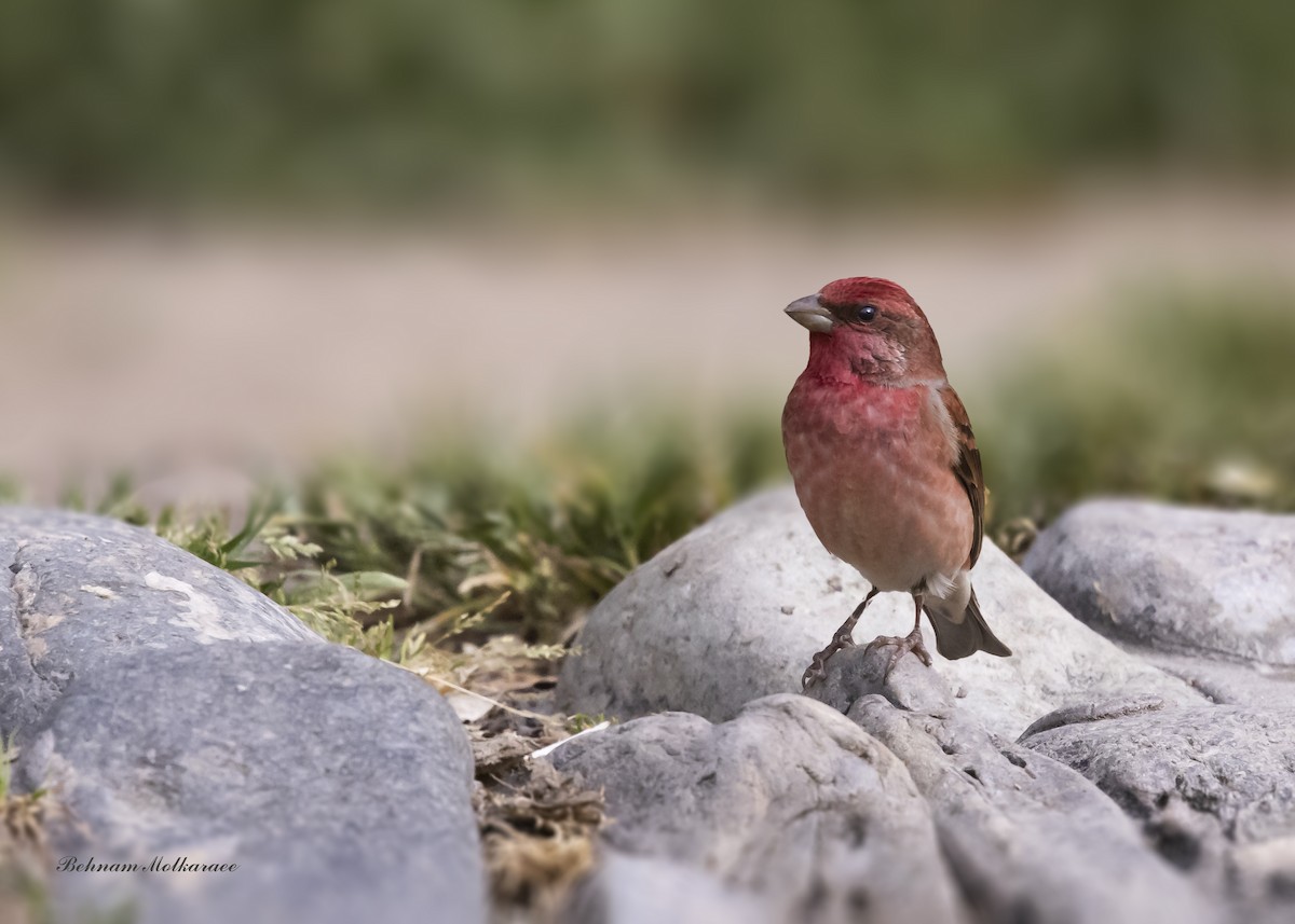 Common Rosefinch - ML634152048