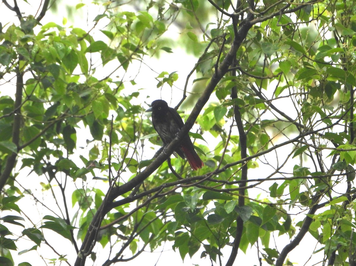 Maroon Oriole - ML634152062
