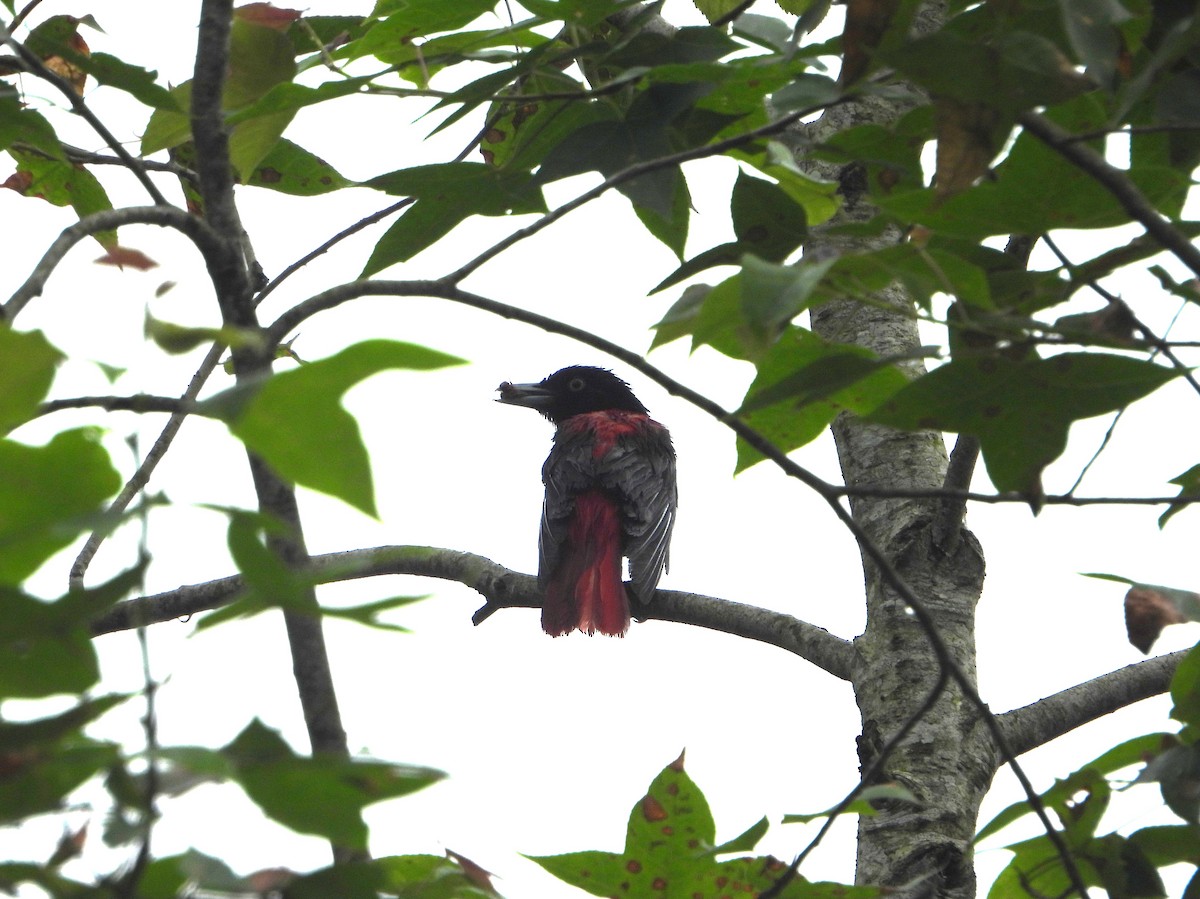 Maroon Oriole - ML634152065