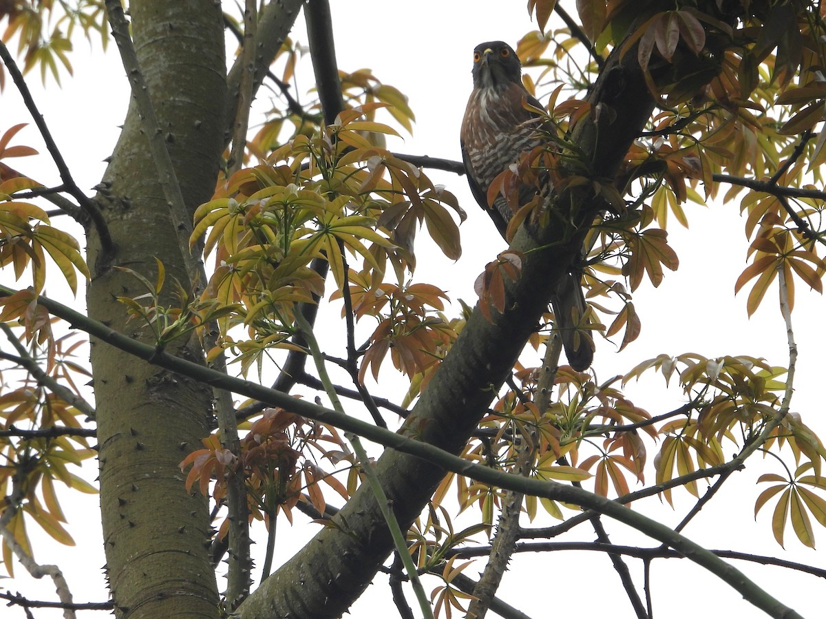 Crested Goshawk - ML634152088