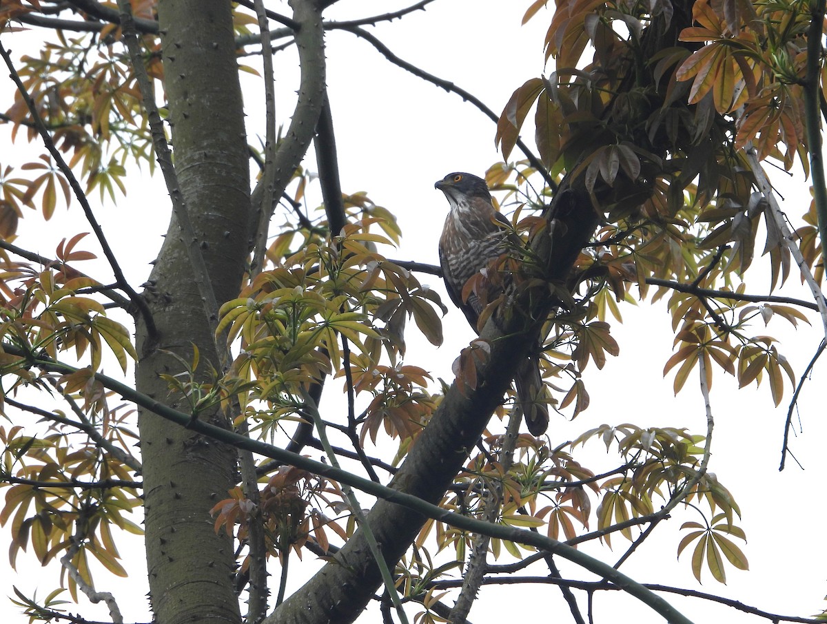 Crested Goshawk - ML634152089