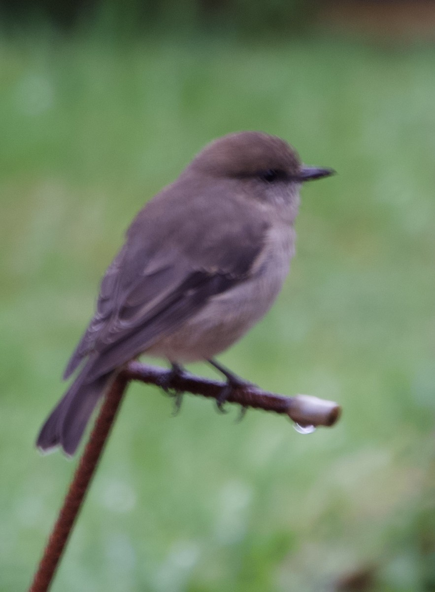 Dusky Robin - ML634152213
