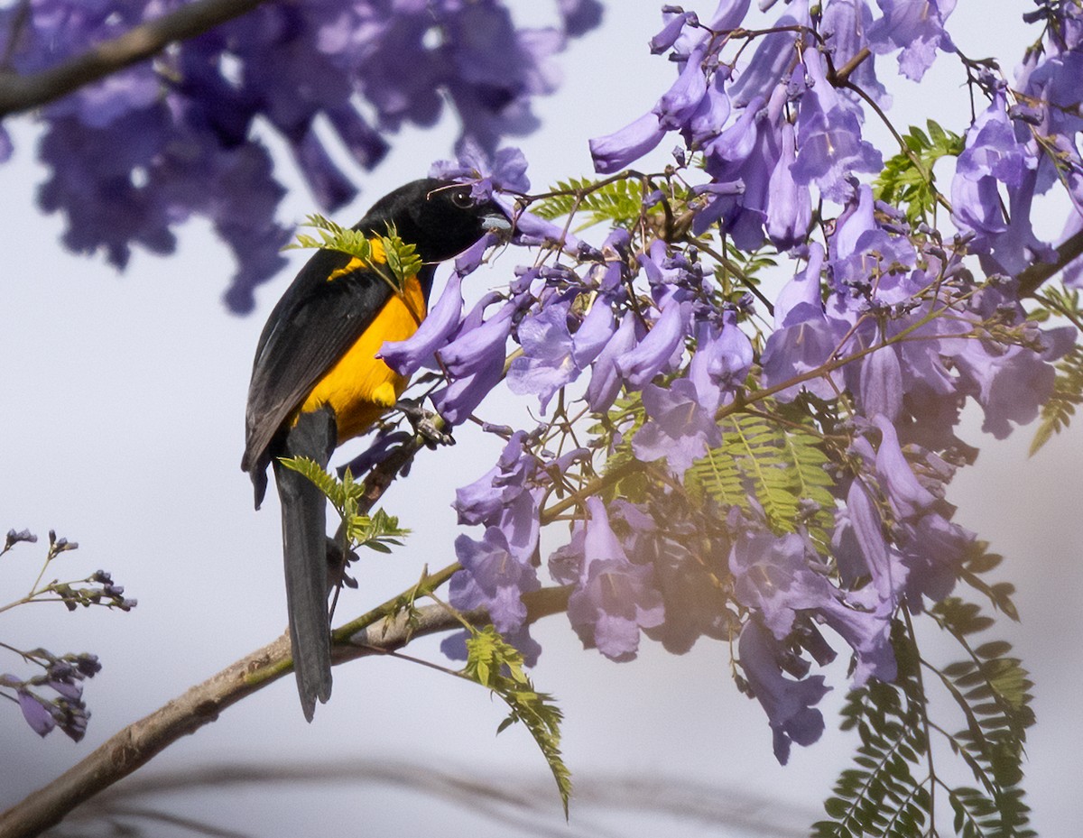 Black-vented Oriole - ML634152258